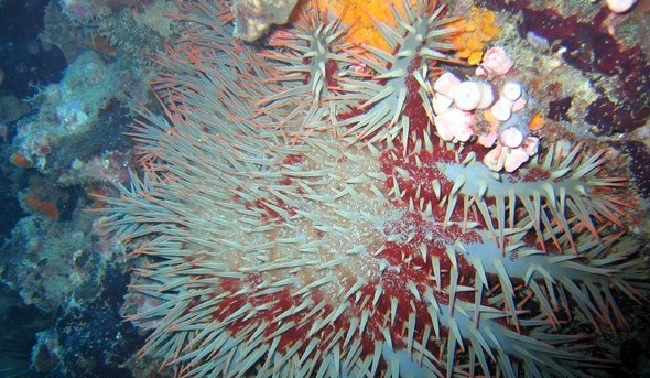 水下被海洋生物傷害到了該怎么辦？